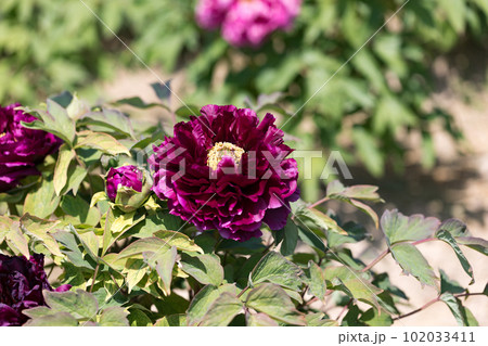 埼玉県東松山市　東松山ぼたん園 102033411