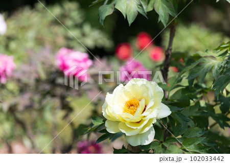 埼玉県東松山市　東松山ぼたん園 102033442