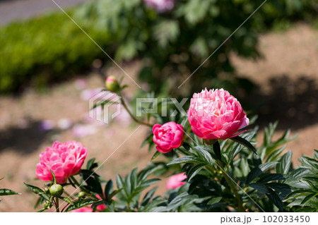 埼玉県東松山市　東松山ぼたん園 102033450