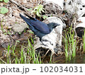 森のカラス　水辺 102034031