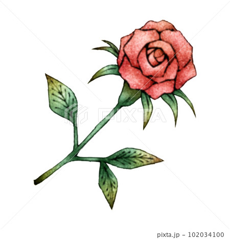 1本の赤い薔薇（単品）／水彩風のイラスト素材 [102034100] - PIXTA