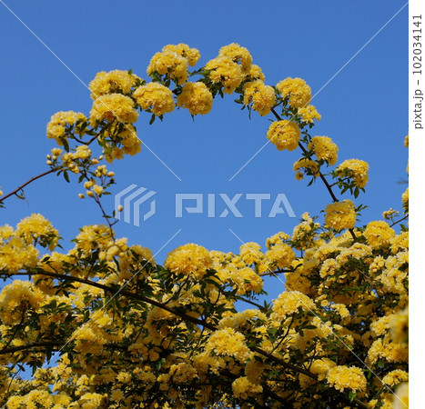 青空とモッコウバラのアーチ 青空とモッコウバラのアーチ 102034141