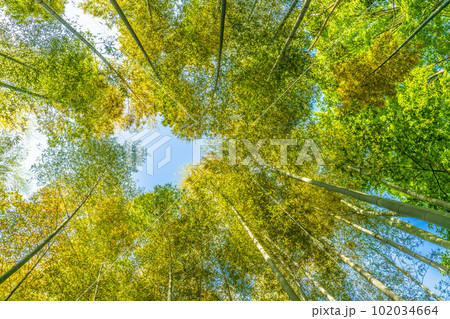 日本の横浜都市景観 黄色く染まる竹林。竹以外の樹木は新緑の季節で、緑色に染まっている＝4月28日 102034664