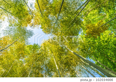 日本の横浜都市景観 黄色く染まる竹林。竹以外の樹木は新緑の季節で、緑色に染まっている＝4月28日 102034666