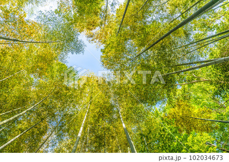 日本の横浜都市景観 黄色く染まる竹林。竹以外の樹木は新緑の季節で、緑色に染まっている＝4月28日 102034673
