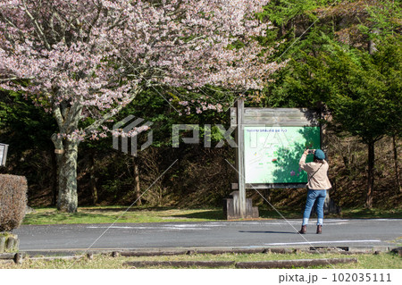 春の赤城森林公園　ふれあいの森のかすみ桜 102035111