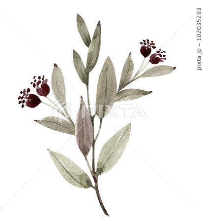 Plant branch with pink flower buds, watercolor illustration for postcards and design. 102035293