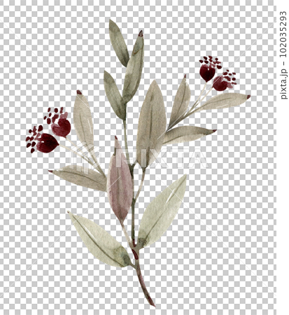 Plant branch with pink flower buds, watercolor illustration for postcards and design. Plant branch with pink flower buds, watercolor illustration for postcards and design. 102035293