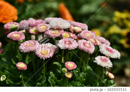 ヒナギク（デイジー：Daisy） 102035531