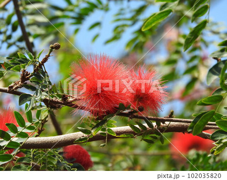 キャリアンドラ(オオベニゴウカン) キャリアンドラ(オオベニゴウカン) 102035820