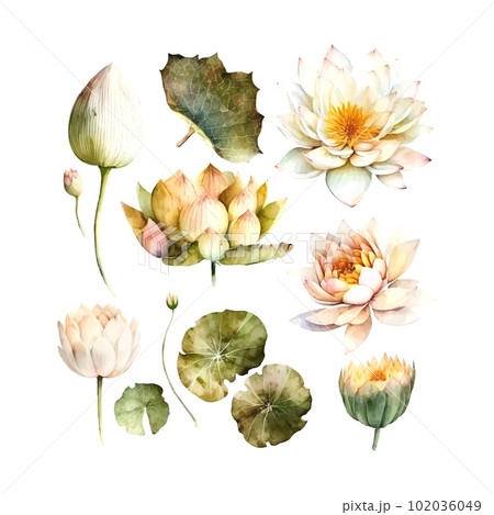 Watercolor white Lotus flower, vector illustration.Isolated on a white background. 102036049