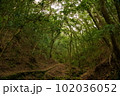 油山市民の森の白波の滝 102036052
