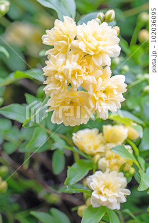 家の周りの草花　四季の色々　垣根に輝くモッコウバラ 102036095