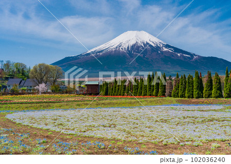 (山梨県)ネモフィラ咲く花の都公園から、富士山 (山梨県)ネモフィラ咲く花の都公園から、富士山 102036240