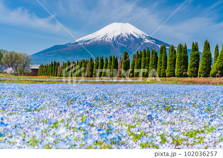 (山梨県)ネモフィラ咲く花の都公園から、富士山 (山梨県)ネモフィラ咲く花の都公園から、富士山 102036257