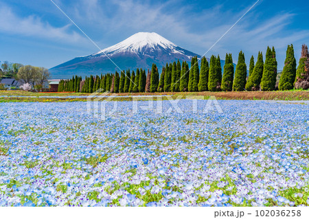 （山梨県）ネモフィラ咲く花の都公園から、富士山 102036258
