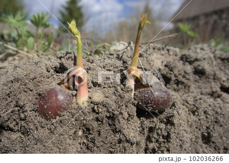 Chestnut nuts, forgotten in autumn on the ground sprouted. 102036266
