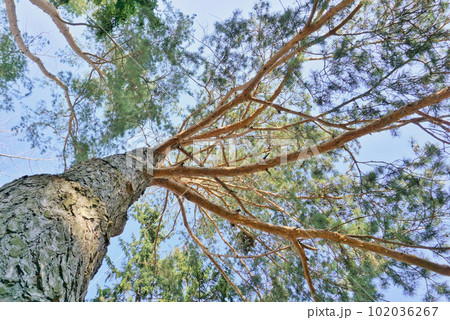 A beautiful trunk of a tall pine tree with branched branches, green needles, against a blue sky. 102036267
