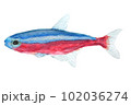 ネオンテトラ手描き水彩画イラスト 102036274
