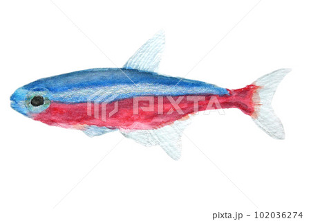 ネオンテトラ手描き水彩画イラスト ネオンテトラ手描き水彩画イラスト 102036274