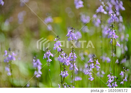 マツバウンラン 102036572