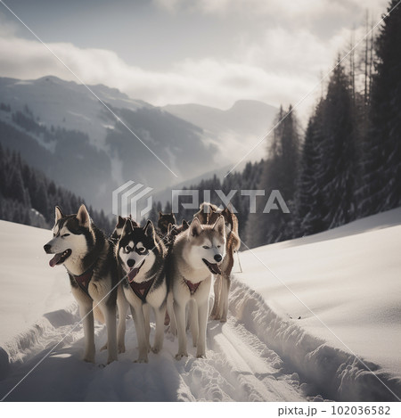 Sled dogs husky huskies in a harness on the snow, close-up, amazing pets, Sled dogs husky huskies in a harness on the snow, close-up, amazing pets, 102036582