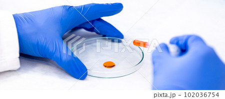 Young scientist or medical technician carrying out or researching new pharmacy medicine in petri dish in a clinical laboratory, concept of pharmaceutical studies and researches Young scientist or medical technician carrying out or researching new pharmacy medicine in petri dish in a clinical laboratory, concept of pharmaceutical studies and researches 102036754