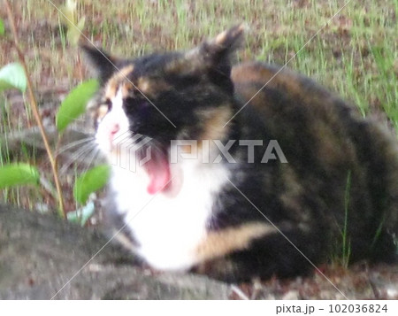 春はやっぱり眠い。 春はやっぱり眠い。 102036824