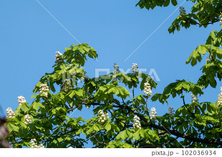 Chestnut tree blooming branches on blue sky Chestnut tree blooming branches on blue sky 102036934