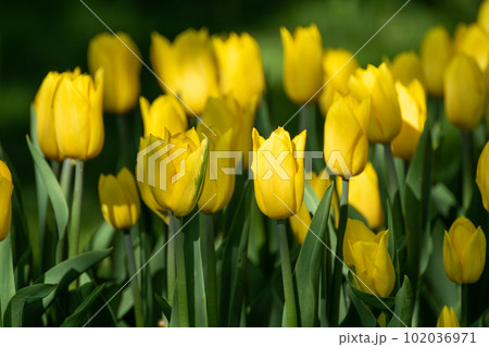 Yellow tulips flowerbed with sunny spring greenery Yellow tulips flowerbed with sunny spring greenery 102036971