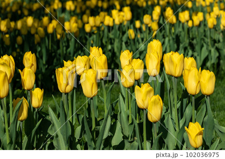 Yellow tulips flowers blossom with green leaves Yellow tulips flowers blossom with green leaves 102036975