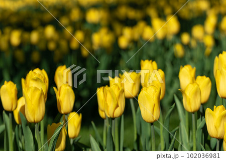 Yellow tulips flowerbed with leaves greenery Yellow tulips flowerbed with leaves greenery 102036981