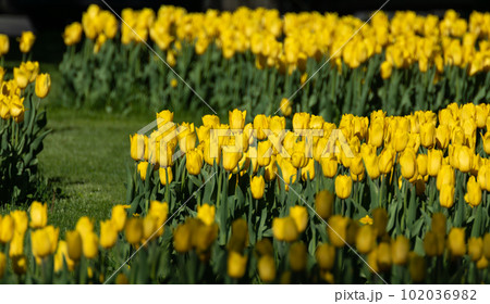 Yellow tulips flowerbed with leaves greenery 102036982