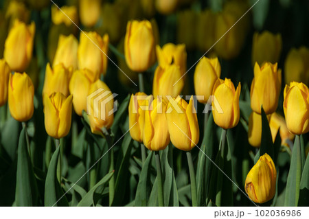 Yellow tulips sunny flowerbed with greenery Yellow tulips sunny flowerbed with greenery 102036986