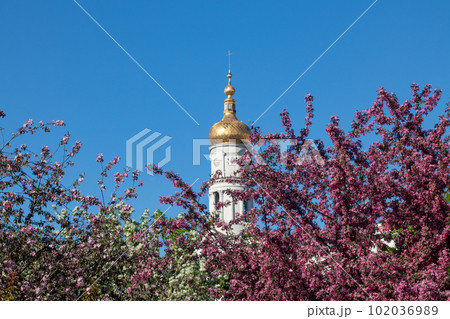 Dormition Cathedral golden dome in blooming trees Dormition Cathedral golden dome in blooming trees 102036989