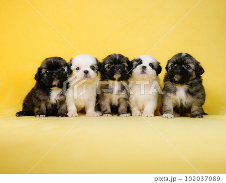 シーズーの兄妹 102037089