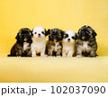 シーズーの兄妹 102037090