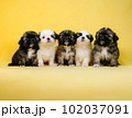 シーズーの兄妹 102037091