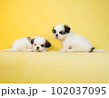 シーズーの兄妹 102037095