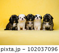 シーズーの兄妹 102037096