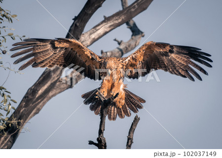 Tawny eagle lands on tree in sunshine 102037149