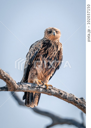 Tawny eagle lifting foot on dead branch 102037150