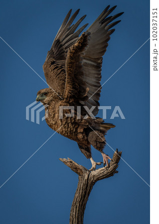 Tawny eagle lifting wings to take off 102037151