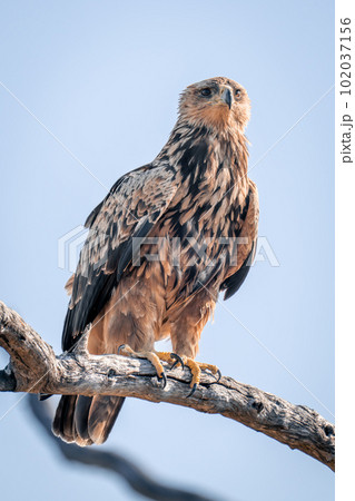 Tawny eagle on dead branch in sunshine Tawny eagle on dead branch in sunshine 102037156