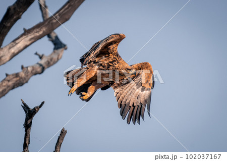 Tawny eagle taking off from dead branch 102037167