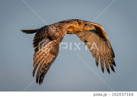 Tawny eagle through in perfect blue sky 102037168