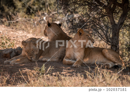 Three lionesses lie under bush in savannah 102037181