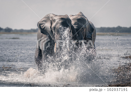 Two African elephants splashing through shallow river 102037191