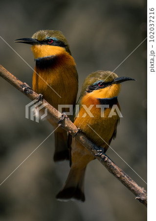 Two little bee-eaters on diagonal branch side-by-side Two little bee-eaters on diagonal branch side-by-side 102037216