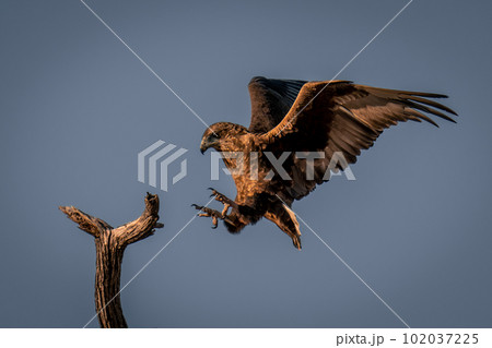 Tawny eagle about to land on branch 102037225